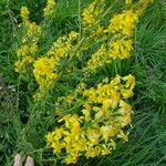 Solidago virgaurea Квітка