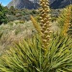 Aciphylla aurea Habit