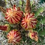 Ferocactus herrerae Fiore