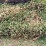 Zoysia matrella পাতা