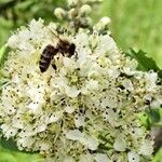 Sorbus domestica Outro