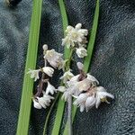 Ophiopogon jaburan Floro