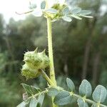 Tribulus terrestris Écorce