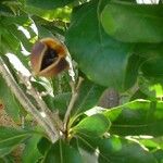 Pittosporum coccineum Fruchs