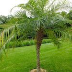 Phoenix roebelenii Habitus