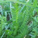 Pedicularis ascendens Leaf