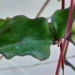 Anredera cordifolia Blad