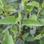 Cistus populifolius Likasa
