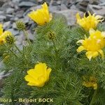 Adonis pyrenaica Habitus