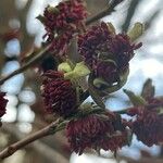 Parrotia persica फूल