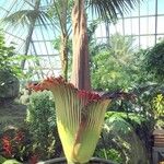 Amorphophallus titanum Blomma