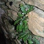 Asplenium ceterach 叶