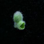 Scutellaria repens Fruto