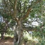 Quercus suber Bark