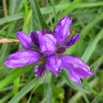 Campanula glomerataŽiedas