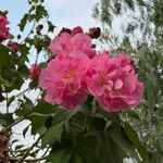 Hibiscus mutabilis ᱥᱟᱠᱟᱢ