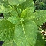 Nicotiana sylvestris Lapas