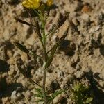 Sisymbrella aspera Otro