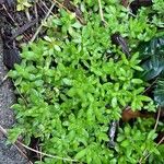 Sedum sarmentosum Leaf