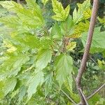 Acer tataricum Liść