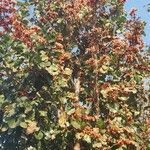 Butea monosperma Floare