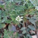 Caucalis platycarpos Fula
