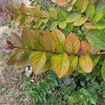 Lagerstroemia indica Leaf