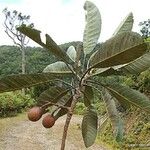 Elaeocarpus moratii Fruto