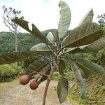 Elaeocarpus moratii Fruit