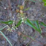 Smilax aspera Blüte