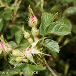 Rosa × dumetorum Otro