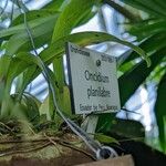 Oncidium planilabre Leaf