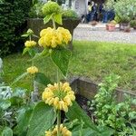 Phlomis russelianaΦύλλο