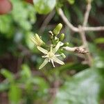 Acronychia laevis Flower