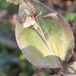 Tinantia pringlei Leaf
