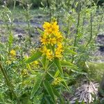 Lysimachia vulgarisFlor