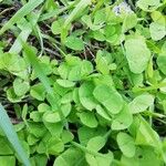 Dichondra carolinensis Feuille