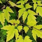 Actaea pachypoda Feuille