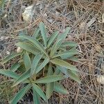 Digitalis obscura Leaf