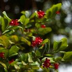 Ochna serrulata Flower