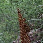 Orobanche rapum-genistae Fruto