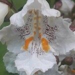 Catalpa bignonioides Flower