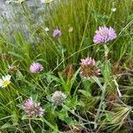 Trifolium pratenseFlower