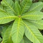 Ficus habrophylla 葉