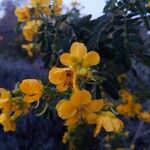 Senna multiglandulosa Цветок