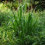 Miscanthus × longiberbis 葉