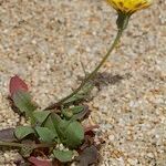 Crepis bellidifolia Natur