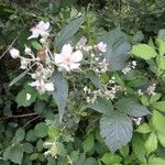 Rubus questieri Flower