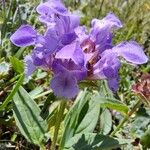 Prunella grandiflora फूल