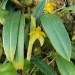 Bulbophyllum hamatipes